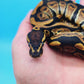 Male Yellow Belly 100% Het Puzzle