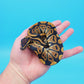 Male Yellow Belly 100% Het Puzzle