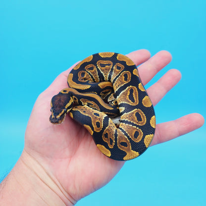 Male Yellow Belly 100% Het Puzzle