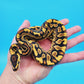 Male Yellow Belly Puzzle (FREE Shipping)