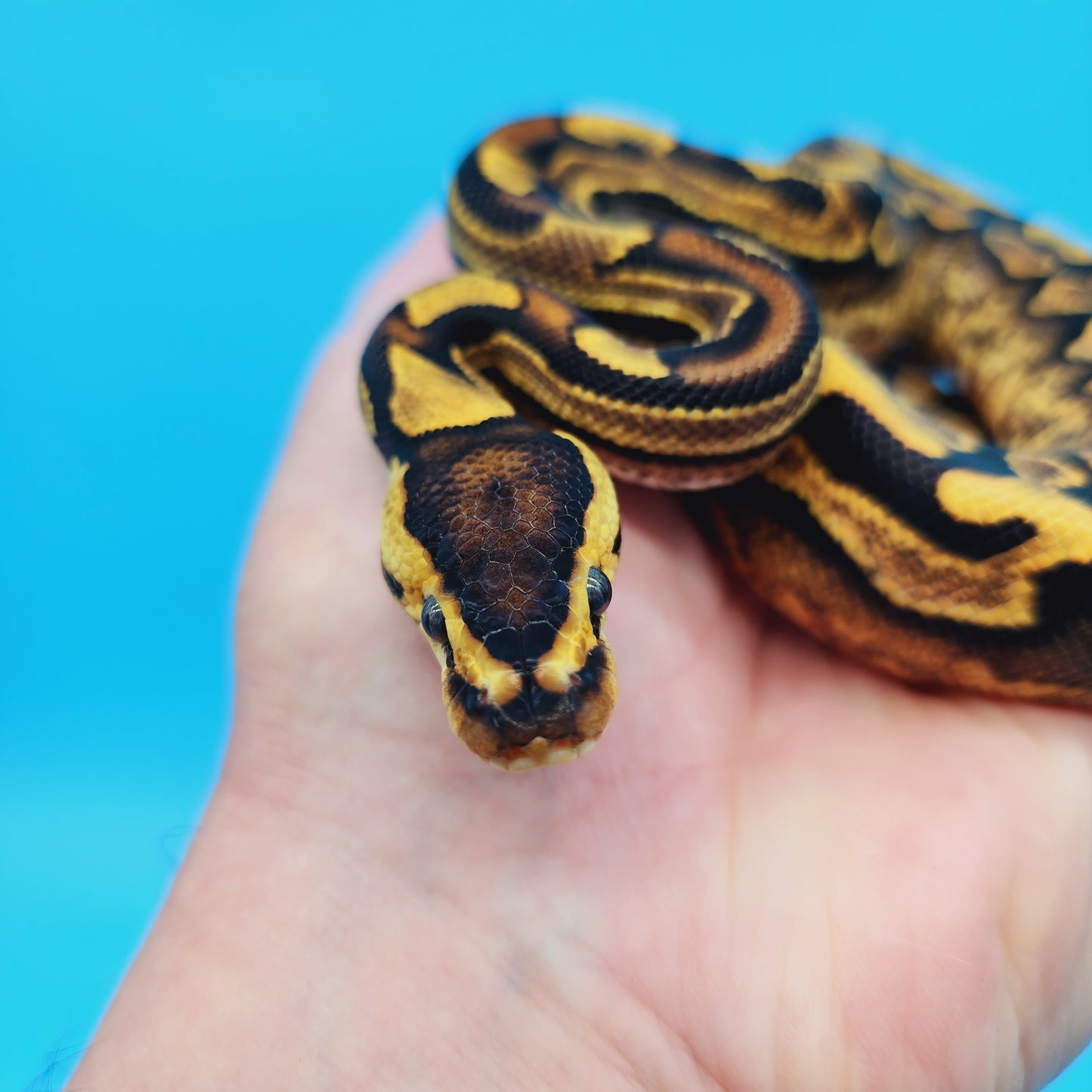 Male Yellow Belly Puzzle (FREE Shipping)
