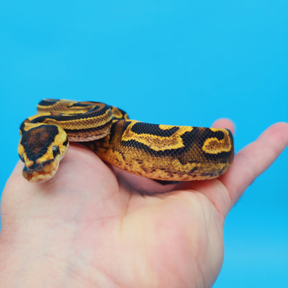 Male Yellow Belly Puzzle (FREE Shipping)