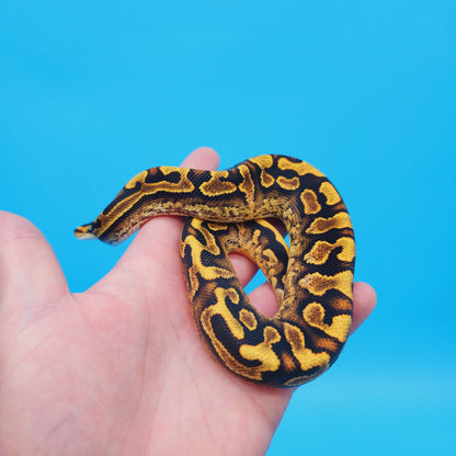 Male Yellow Belly Puzzle (FREE Shipping)