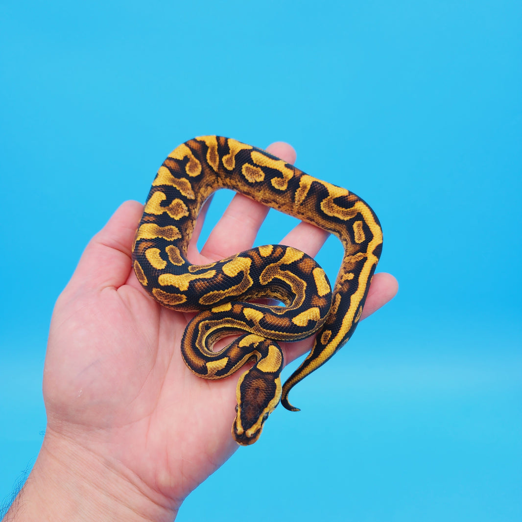 All Ball Pythons for Sale Geeky Gecko Creations