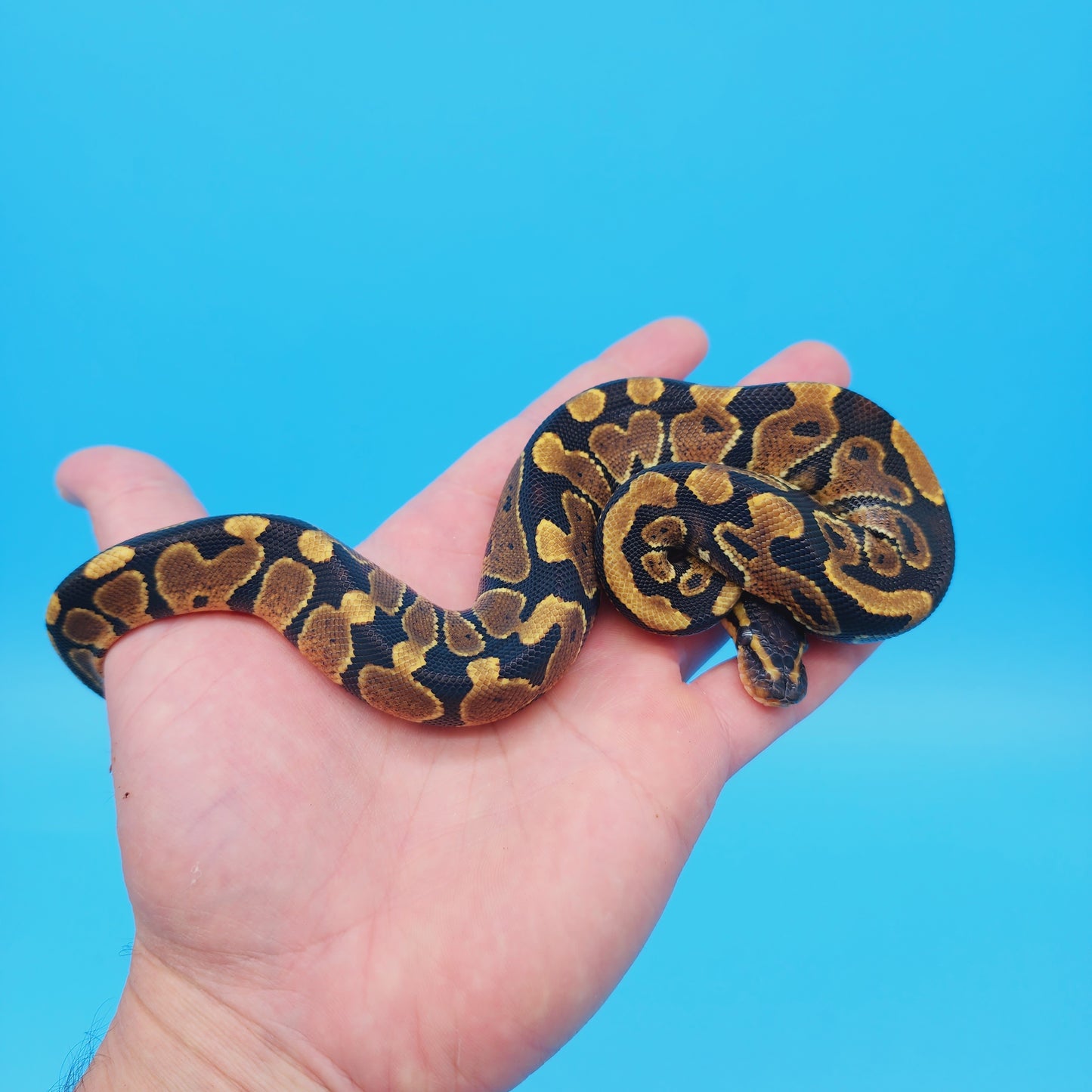 Male 100% Het Puzzle Possible Yellow Belly