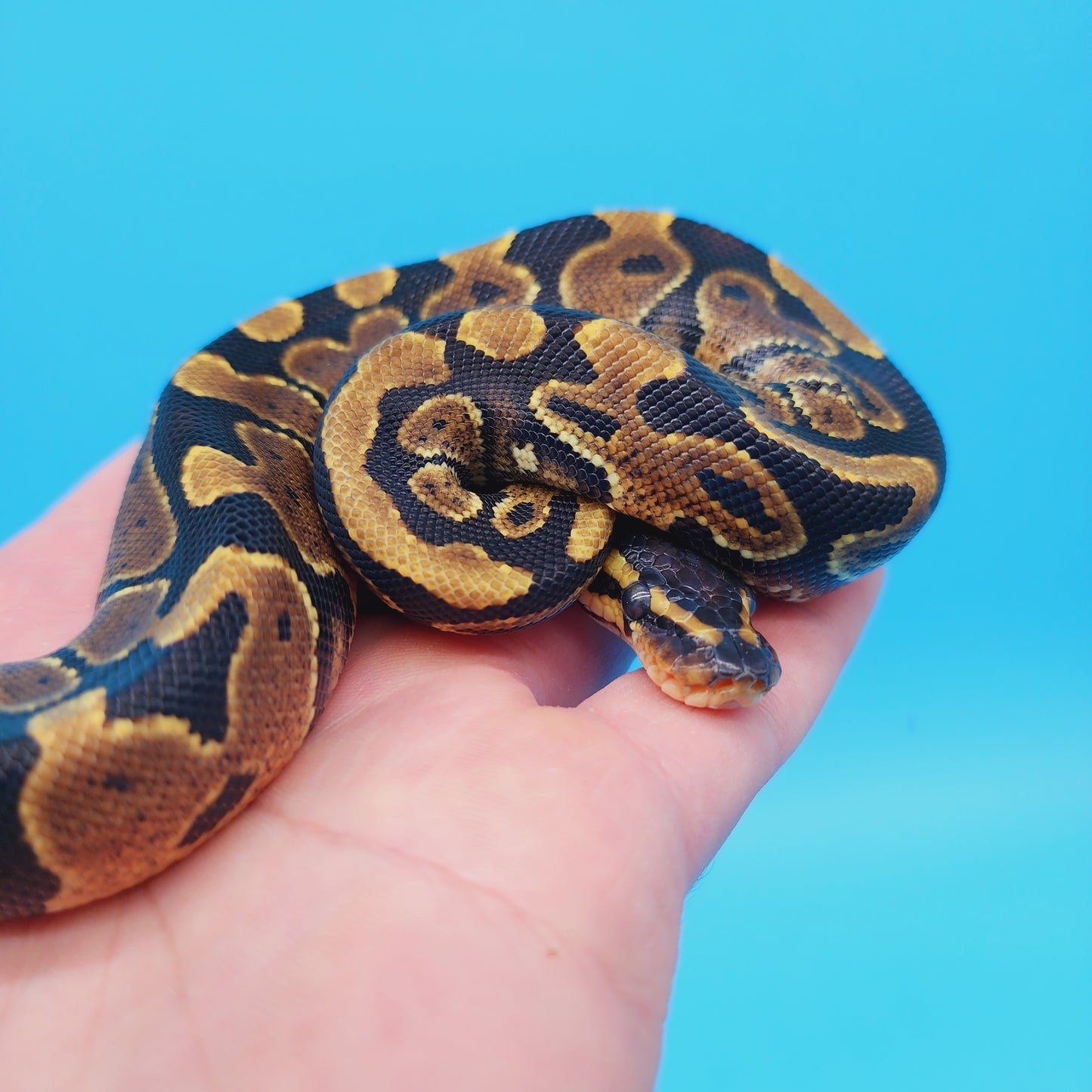 Male 100% Het Puzzle Possible Yellow Belly