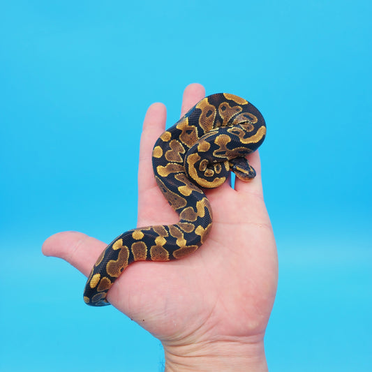 Male 100% Het Puzzle Possible Yellow Belly