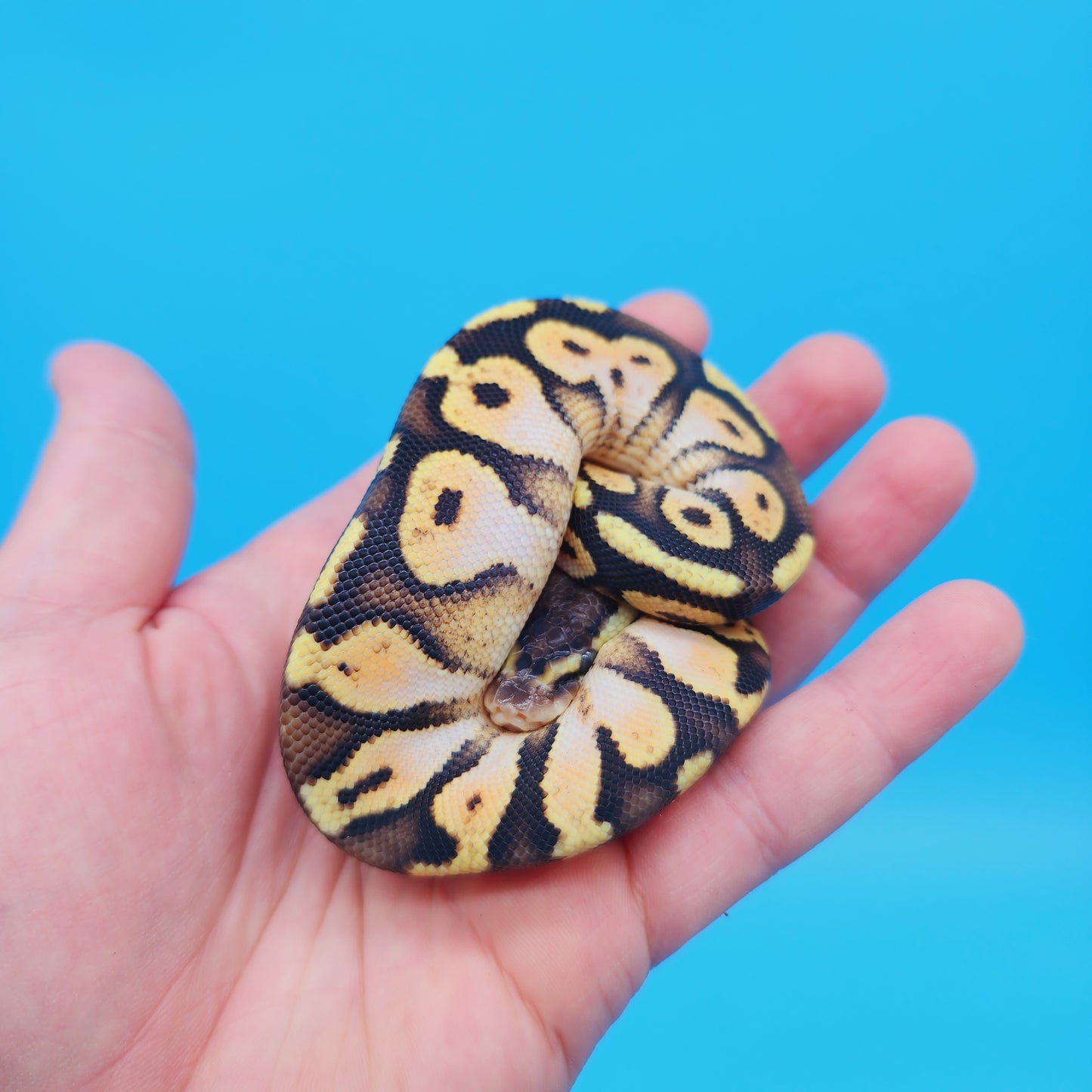 Female Calico Yellow Belly 100% Het Puzzle (FREE Shipping)