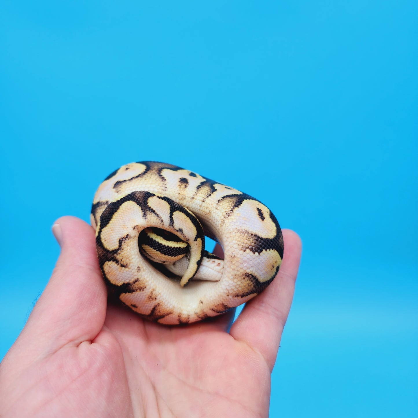 Female Calico Yellow Belly 100% Het Puzzle (FREE Shipping)