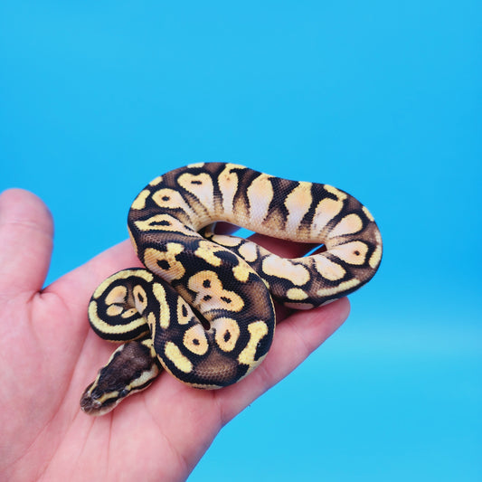 Female Yellow Ball Python Female Ball Pythons for Sale – Frank Cuzzolina