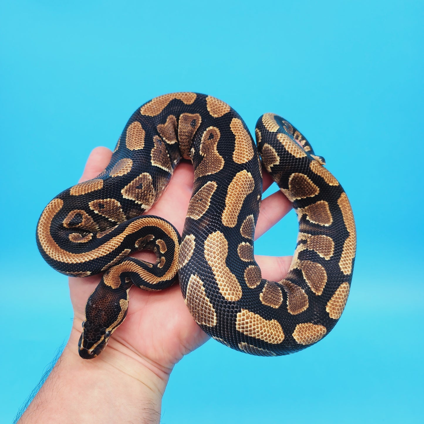 Male Yellow Belly 100% Het Puzzle