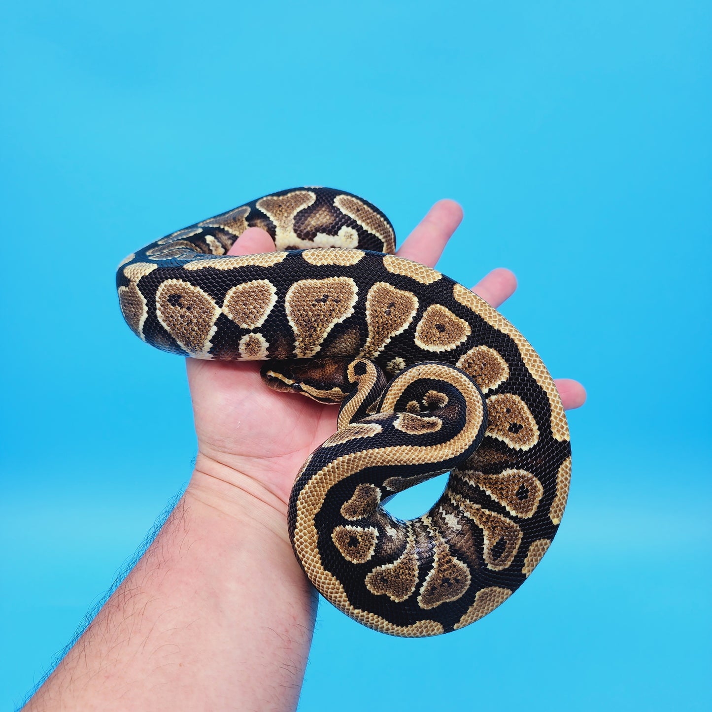 Male 100% Het Puzzle Possible Yellow Belly