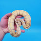 Male Banana Super Pastel 100% Het Puzzle (Possible Mojave/YB/Fluff)