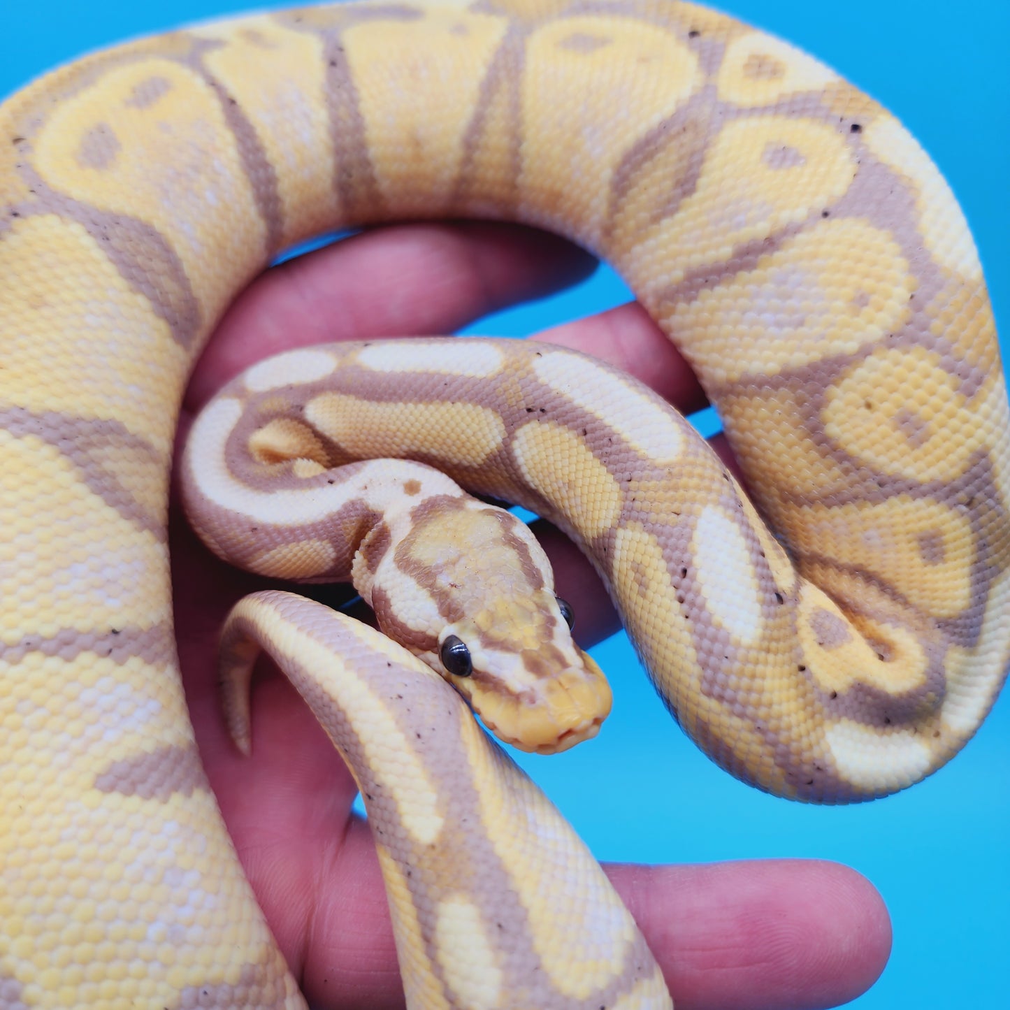 Male Banana Super Pastel 100% Het Puzzle (Possible Mojave/YB/Fluff)