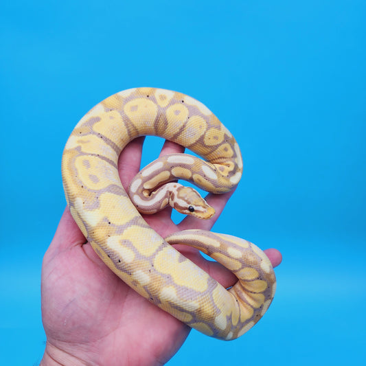 Male Banana Super Pastel 100% Het Puzzle (Possible Mojave/YB/Fluff)