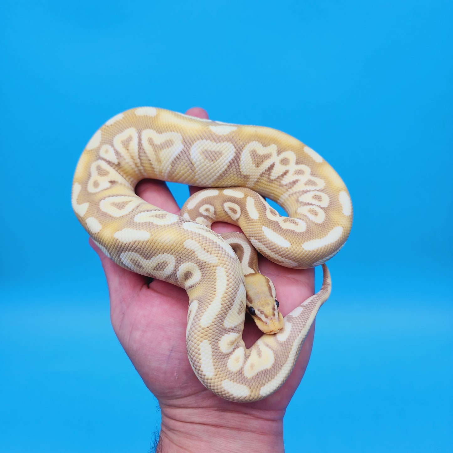 Male Banana Pastel Mojave Yellow Belly 100% Het Puzzle (Possible Fluff)