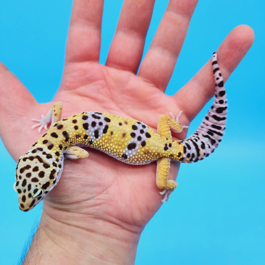 Male Fasciolatus Clown Leopard Gecko
