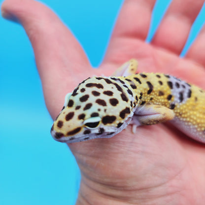 Male Fasciolatus Clown Leopard Gecko