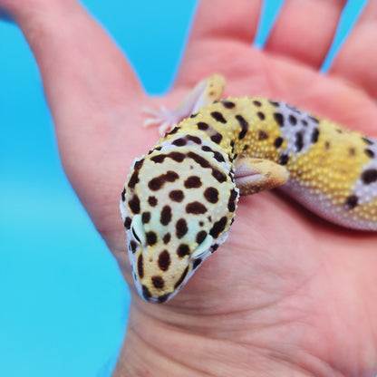 Male Fasciolatus Clown Leopard Gecko