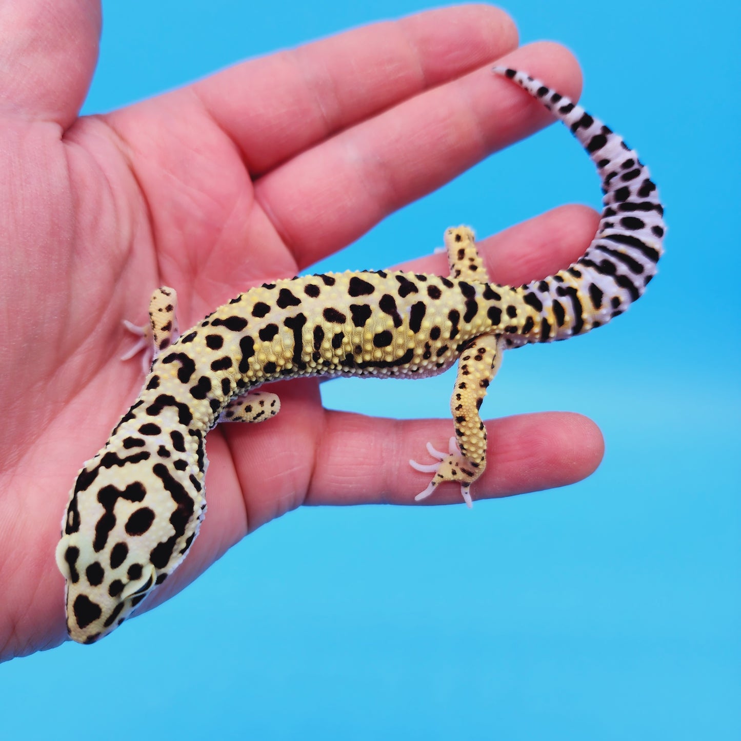 Male Afghan Bold Bandit Hyper Xanthic Possible White & Yellow Leopard Gecko