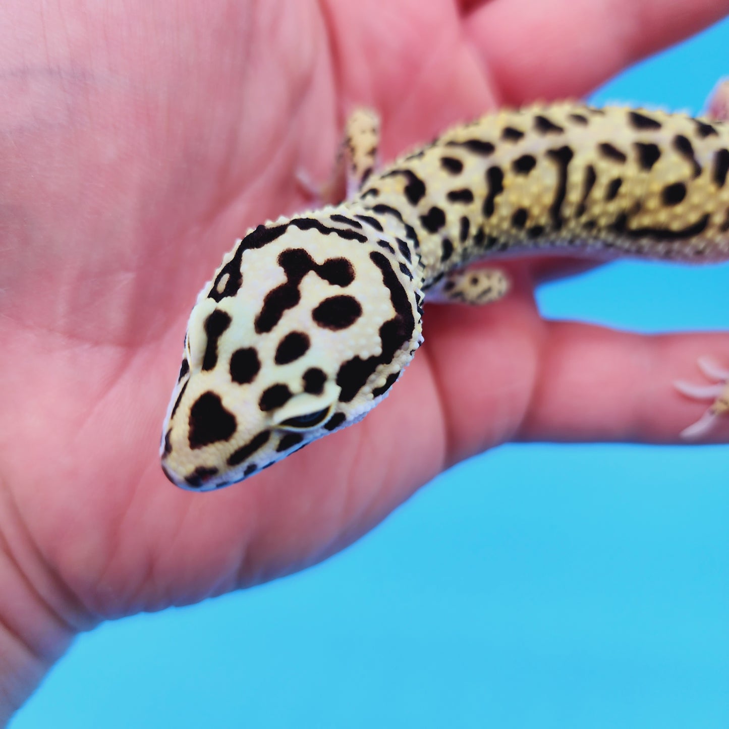 Male Afghan Bold Bandit Hyper Xanthic Possible White & Yellow Leopard Gecko