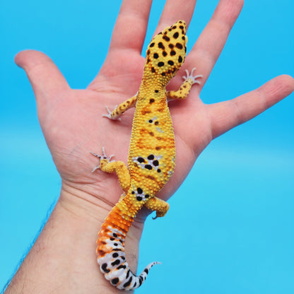 Male Mandarin Clown Leopard Gecko