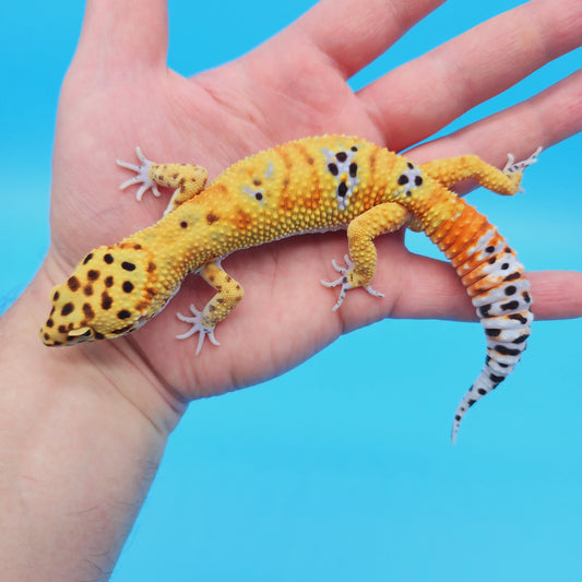 Male Mandarin Clown Leopard Gecko