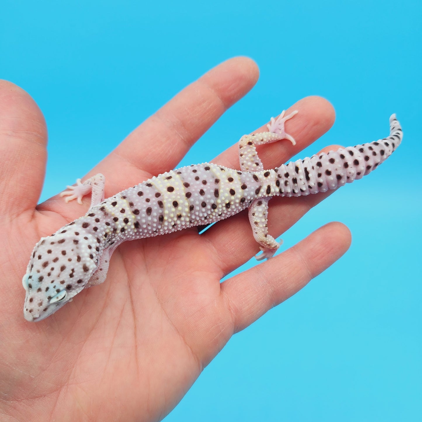 Female FREEZE Fasciolatus Mack Snow Possible Het Eclipse Leopard Gecko