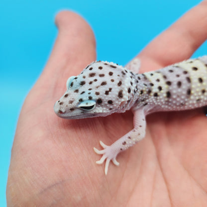 Female FREEZE Fasciolatus Mack Snow Possible Het Eclipse Leopard Gecko