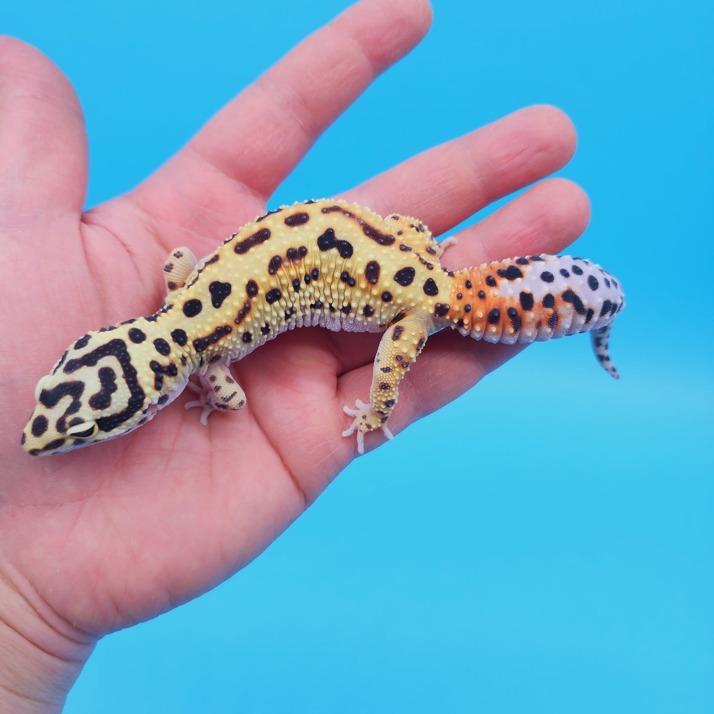 Female Bold Stripe Jungle Bandit Halloween Mask Possible White & Yellow Leopard Gecko