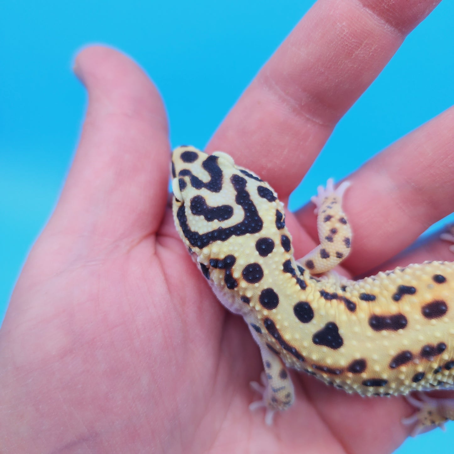 Female Bold Stripe Jungle Bandit Halloween Mask Possible White & Yellow Leopard Gecko