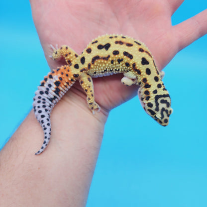 Female Bold Stripe Jungle Bandit Halloween Mask Possible White & Yellow Leopard Gecko