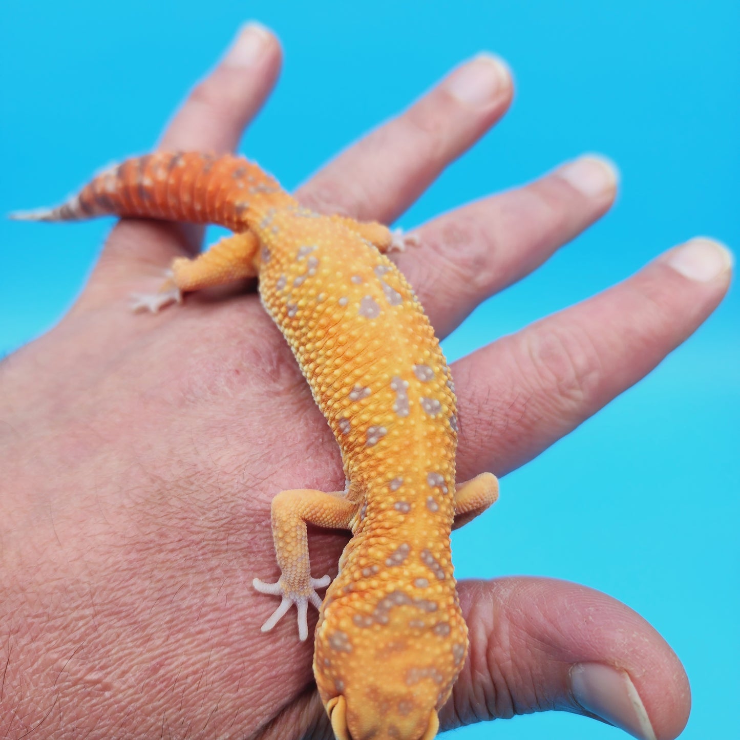 Female Manferno Tangerine Tremper Albino Leopard Gecko (slow grower)