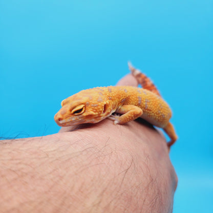 Female Manferno Tangerine Tremper Albino Leopard Gecko (slow grower)