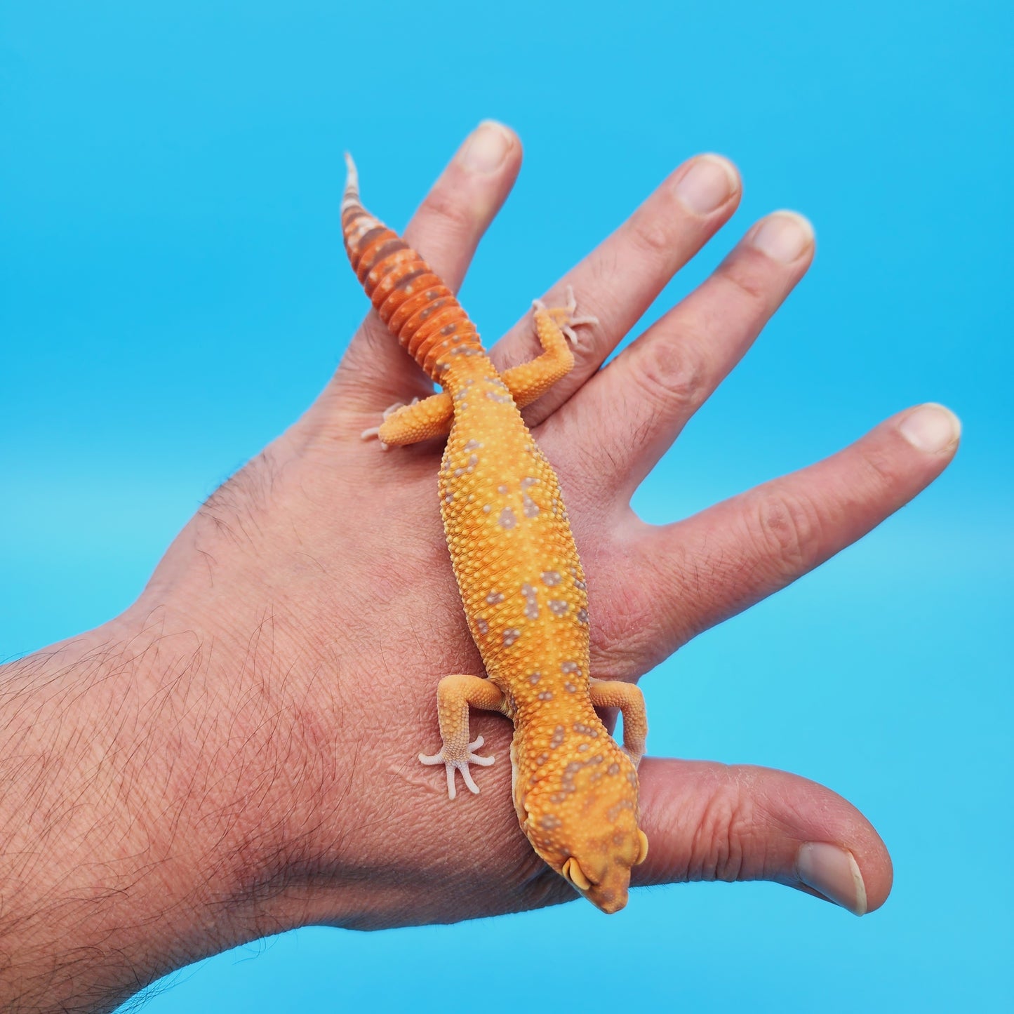 Female Manferno Tangerine Tremper Albino Leopard Gecko (slow grower)