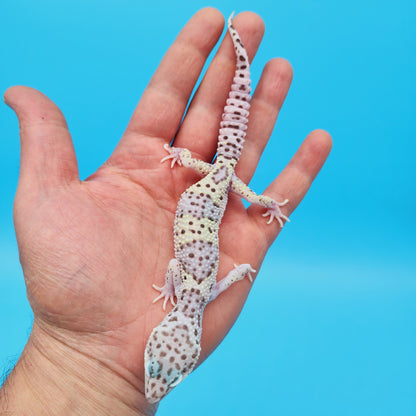 Male FREEZE Fasciolatus Mack Snow Leopard Gecko