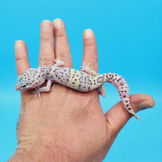 Male FREEZE Fasciolatus Mack Snow Leopard Gecko