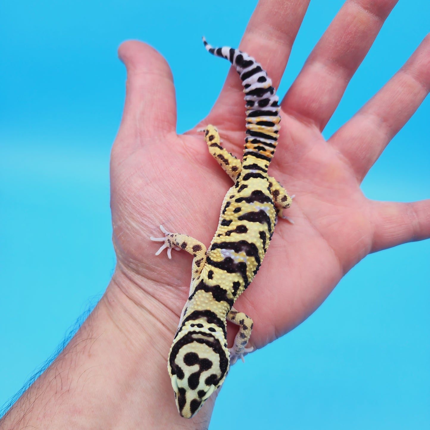 Male Afghan Bold Hyper Xanthic Possible White & Yellow Leopard Gecko