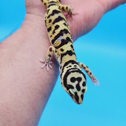 Male Afghan Bold Hyper Xanthic Possible White & Yellow Leopard Gecko