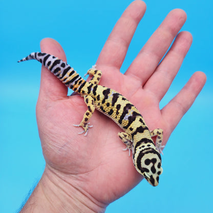 Male Afghan Bold Hyper Xanthic Possible White & Yellow Leopard Gecko