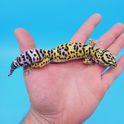 Male Afghan Bold Hyper Xanthic Possible White & Yellow Leopard Gecko