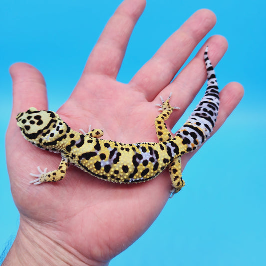 Male Afghan Bold Hyper Xanthic Possible White & Yellow Leopard Gecko