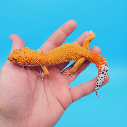 Male Super Hypo Mandarin Tangerine Leopard Gecko