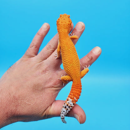 Male Super Hypo Mandarin Tangerine Leopard Gecko