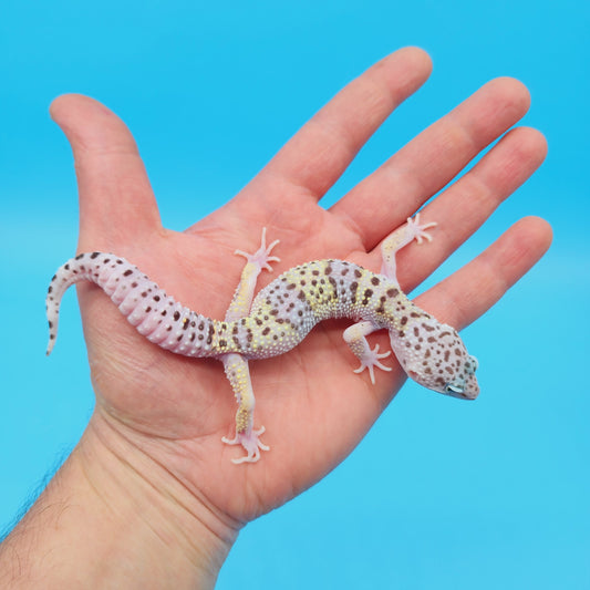 Male Pure Fasciolatus Leopard Gecko