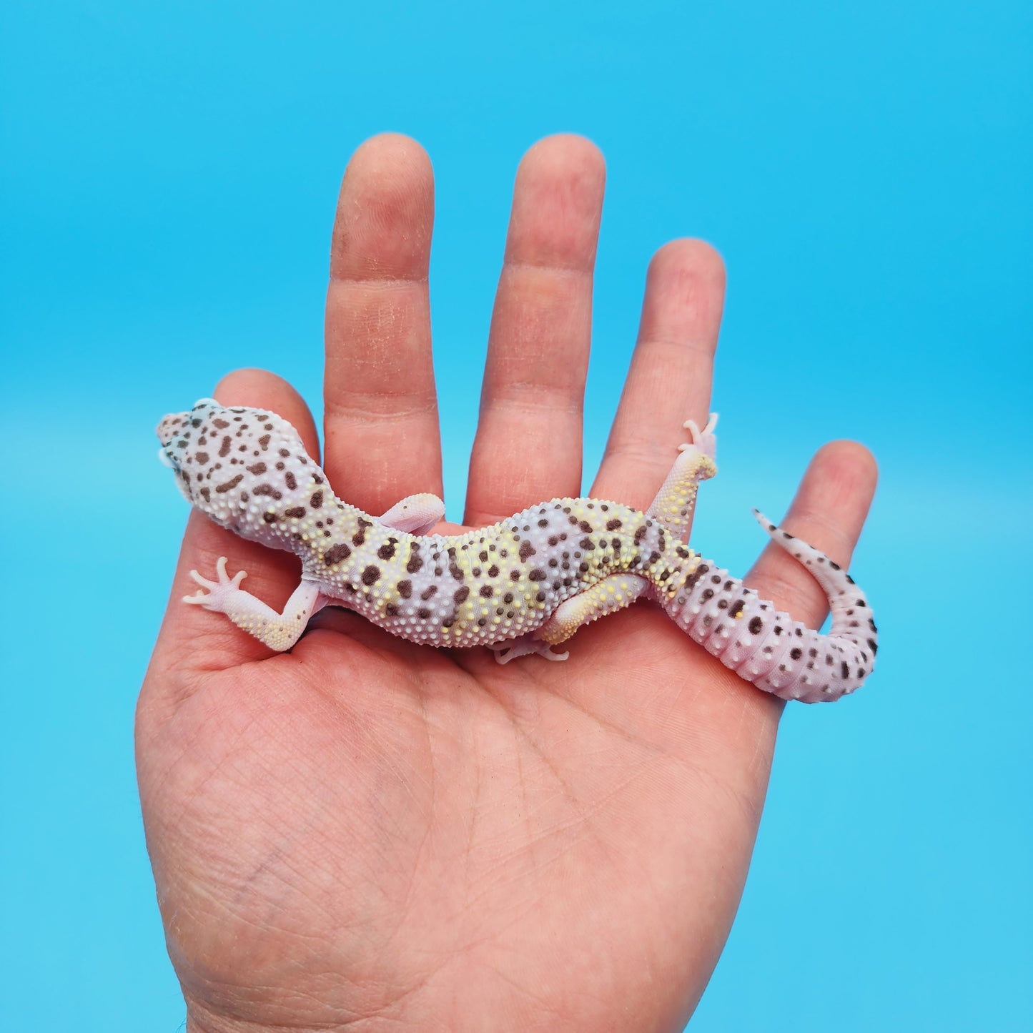 Male Pure Fasciolatus Leopard Gecko
