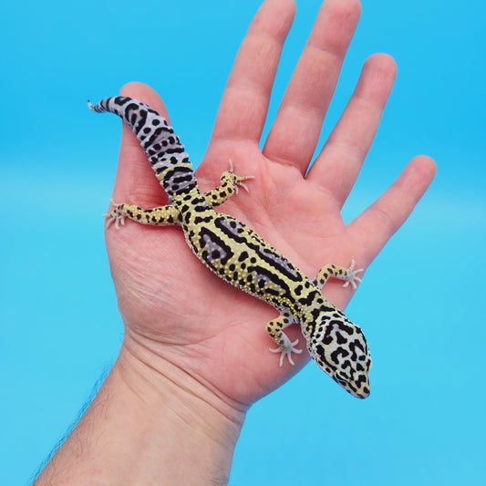 Male Afghan (50%) Mack Snow Leopard Gecko