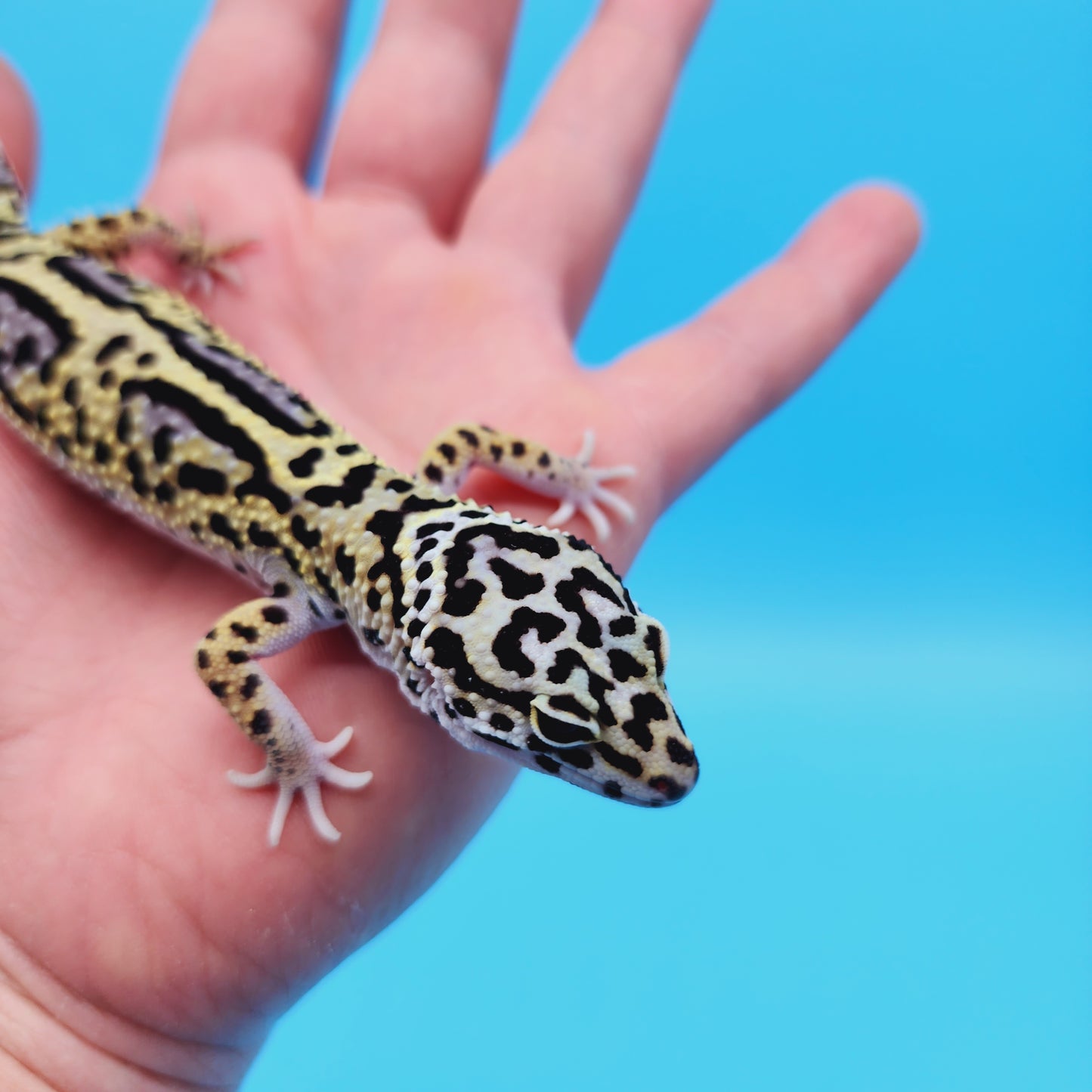 Male Afghan (50%) Mack Snow Leopard Gecko