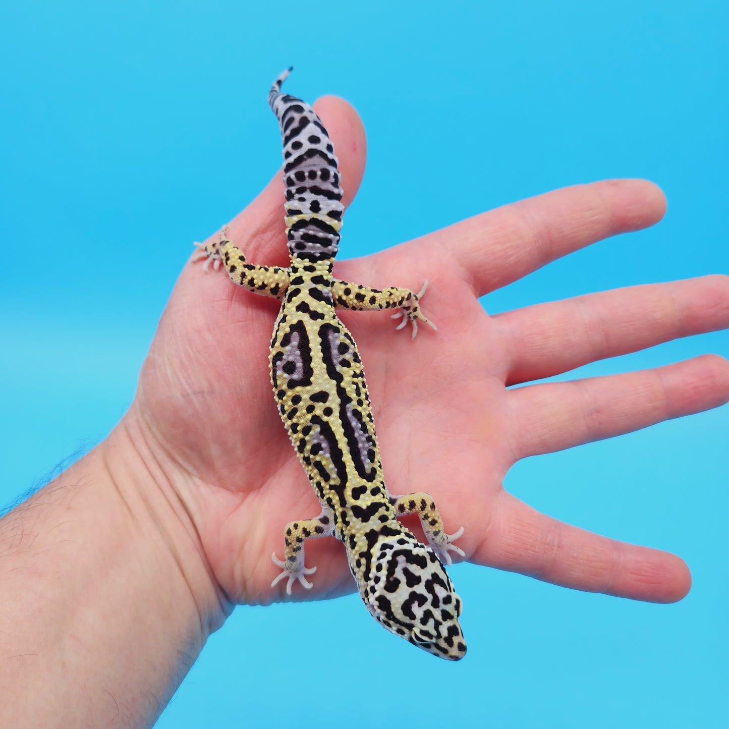 Male Afghan (50%) Mack Snow Leopard Gecko