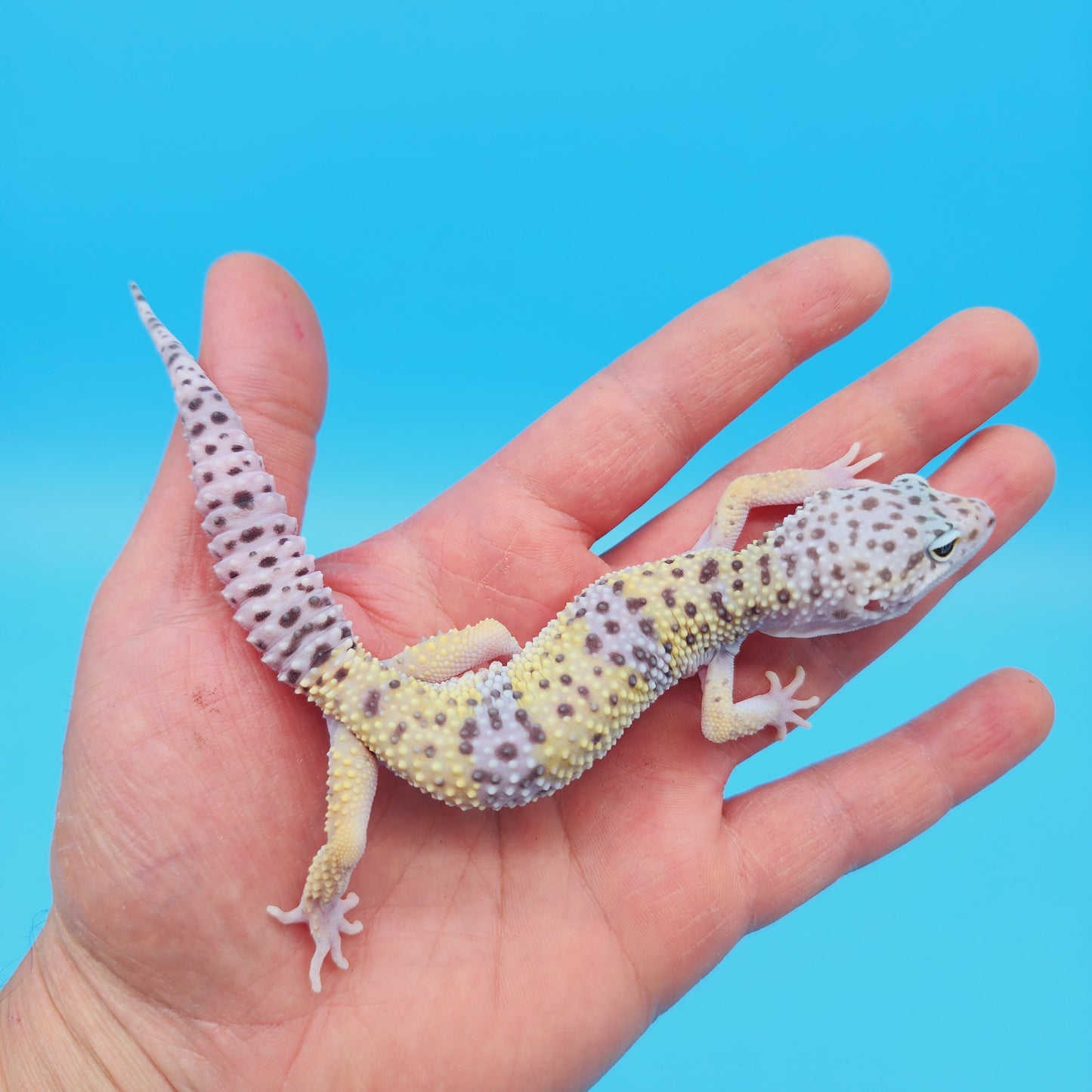 Male Pure Fasciolatus Leopard Gecko